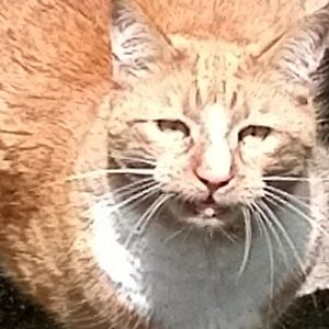 Meet your Posher, Atticus